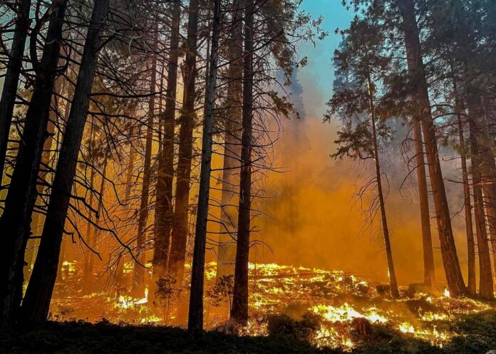 US firefighters race to protect Yosemite's giant sequoias