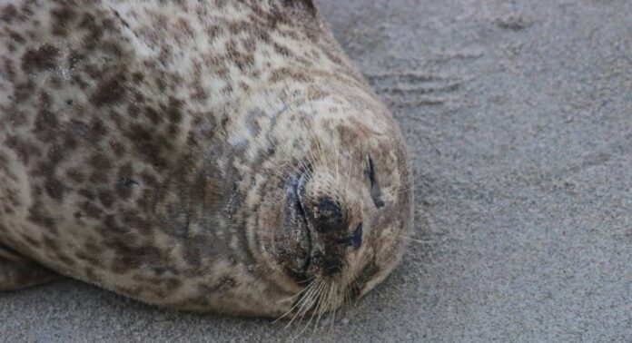 Nope, it isn't Godzilla: Beachgoers in California flee from two sea lions in viral TikTok clip (VIDEO)