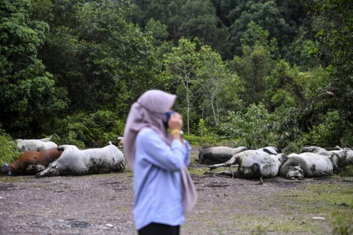 Eleven dead cows dumped near Kg Sungai Lekar in Kuala Nerus