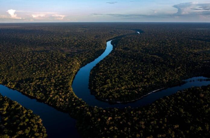 Race to find Brazil Amazon species before they disappear