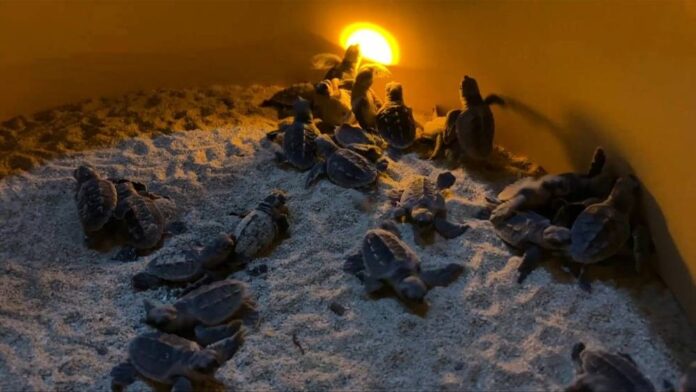 Qatari children help give endangered turtles second chance