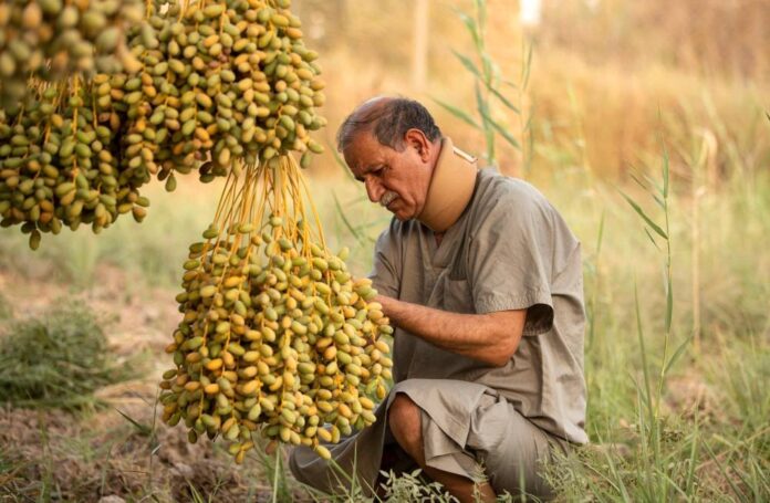 Iraq's date palms: Rescuing a national icon