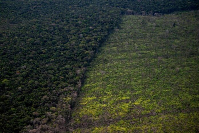 Report: Brazilian Amazon lost 18 trees per second in 2021