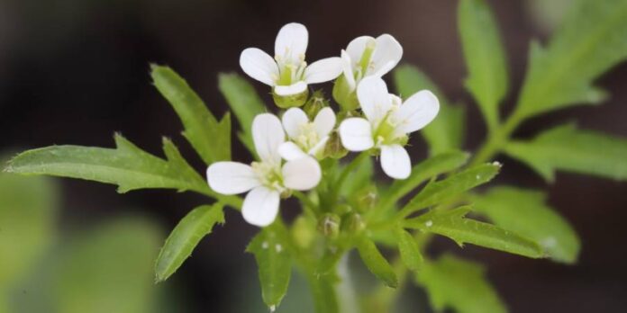 How plants produce their own 'aspirin' to protect themselves from environmental hazards