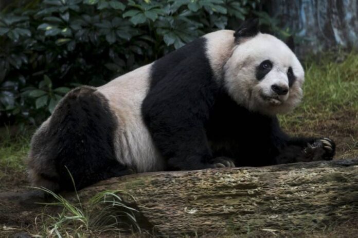 World's oldest known male giant panda, An An, dies at 35