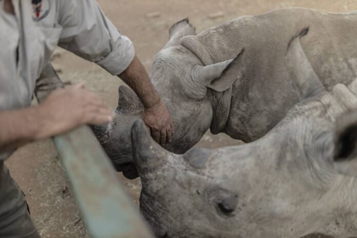 Rhino orphans get new South African home