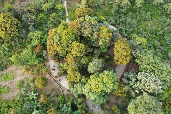 India's mango man, father of 300 varieties