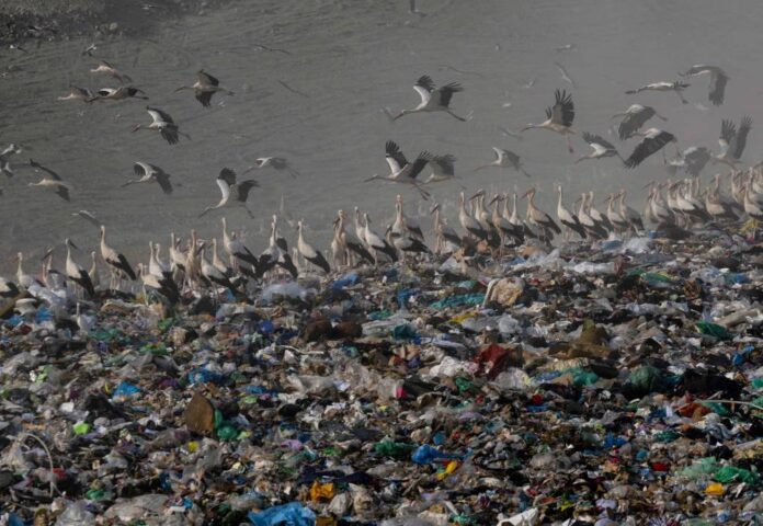 Storks give up migrating to live on landfill in Spain