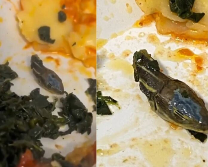 Turkey-based budget airline flight attendant finds severed snake head in in-flight meal (VIDEO)