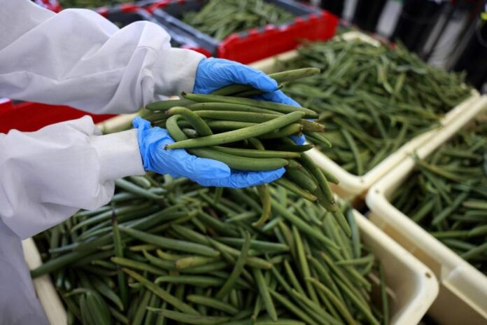 Vanilla spice: Arid Israel produces potent tropical pods