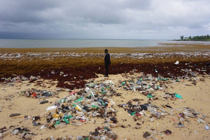 Seaweed onslaught disrupts S. Leone fishing and tourism