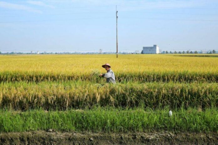 Agriculture Ministry assures Malaysia's rice supply stable, enough to meet local demand