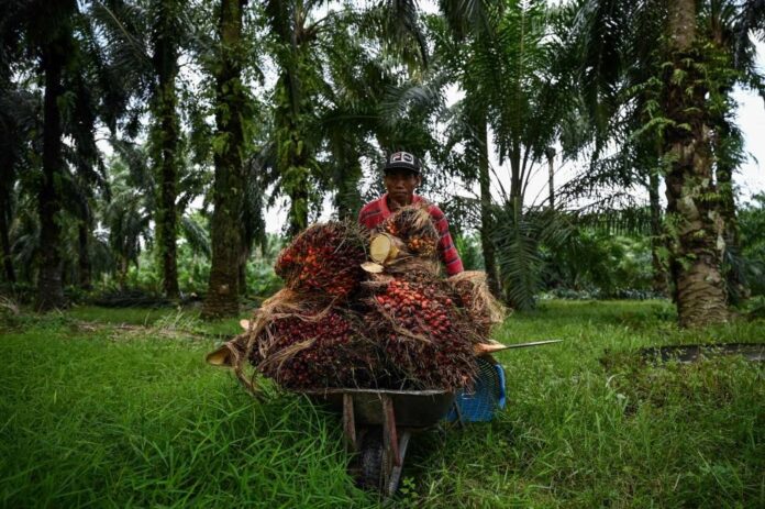Bitter harvest: Malaysian palm oil farmers face labour crunch