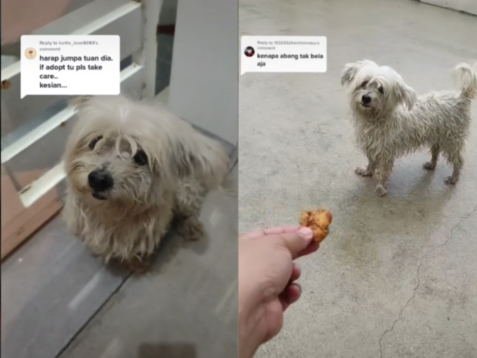 Not an 'animal lover': Hesitant Johor man cares for dog that showed up at his doorstep asking for food, shelter (VIDEO)