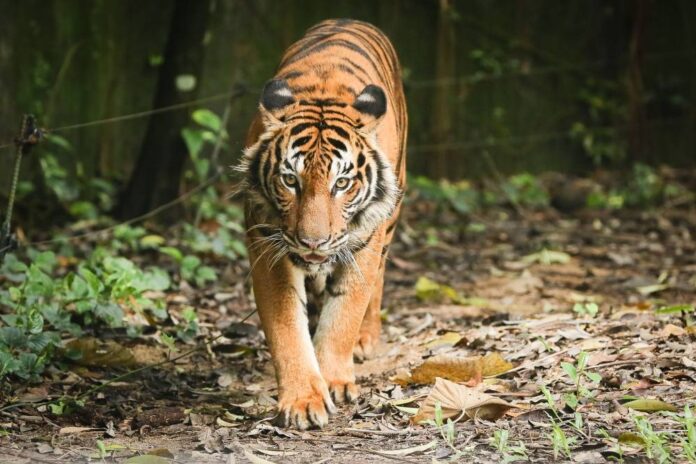 Pahang regent: Efforts to save Malayan tiger need commitment of all parties