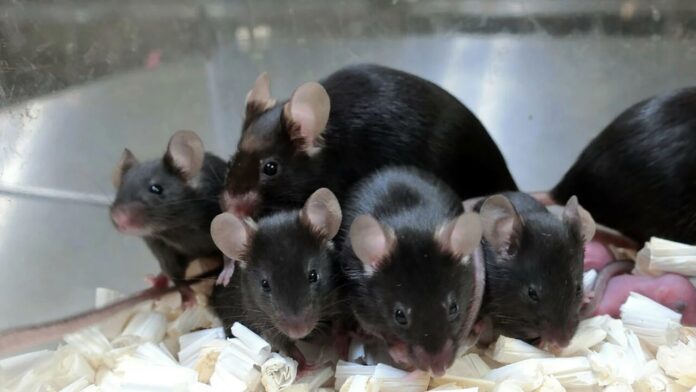 Freeze-dried mice: how a new technique could help conservation