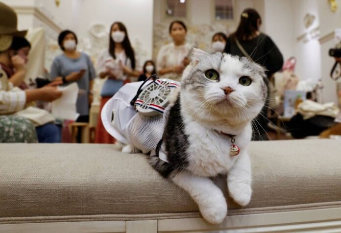 Hot dogs -- and cats -- get wearable fans to beat Japan's scorching summer