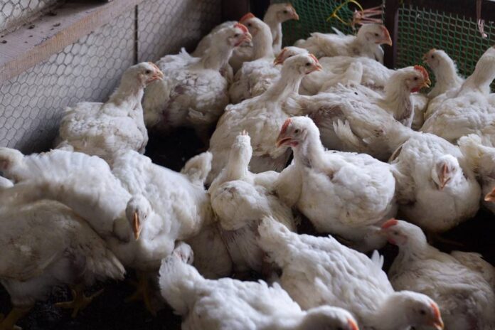 After months of shortage, agriculture minister says Malaysia now has oversupply of chicken
