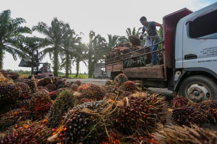 Zuraida: Automation, mechanisation of plantation industry underway to deal with labour shortage