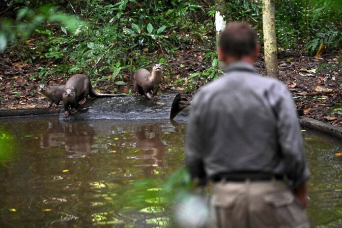 Baby boom: The endangered wildlife revival at Cambodia's Angkor Wat