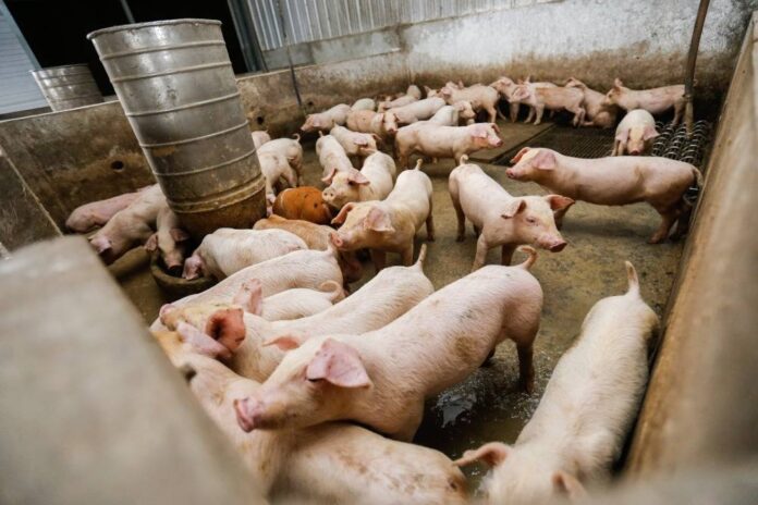Organ decay halted, cell function restored in pigs after death, says study