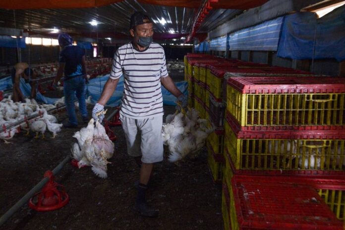 Johor poultry farmers want chicken export ban to Singapore lifted, fears competition from Indonesia