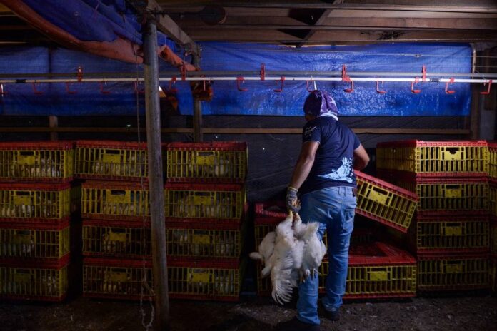 Inflation task force: Govt aims to have over 4,000 metric tonnes of chicken buffer stock by end of December