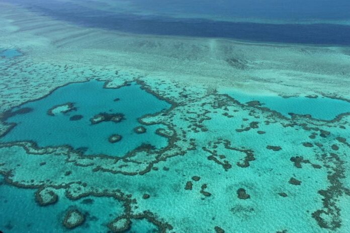 Great Barrier Reef sees fragile coral comeback