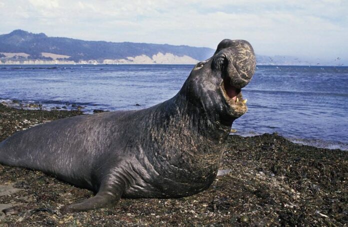 Thanks to elephant seals, we now know more about the 'Blob' marine heatwave