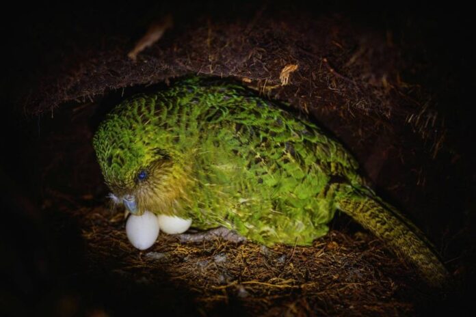New Zealand's endangered kakapo parrot gets a big population boost