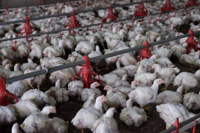 Rural Development Ministry to allocate RM60m for Felcra project to supply 3.6 million chickens a year