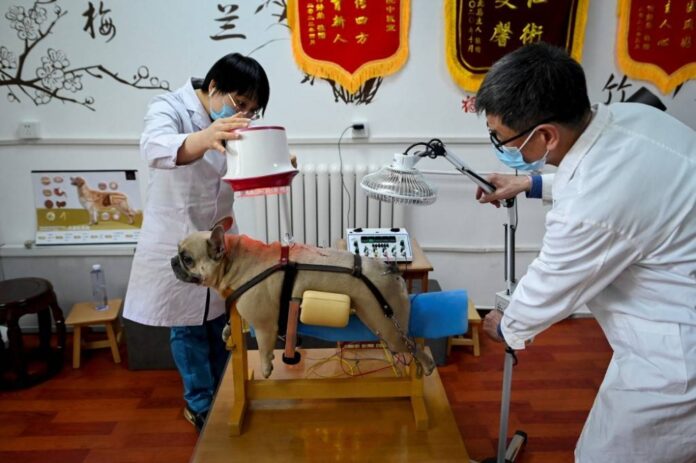 Beijing's pet lovers turn to acupuncture to treat their furry friends