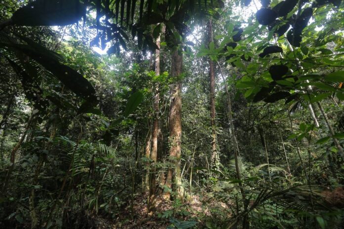 Sabah to develop carbon exchange legislation within a year, says climate change committee