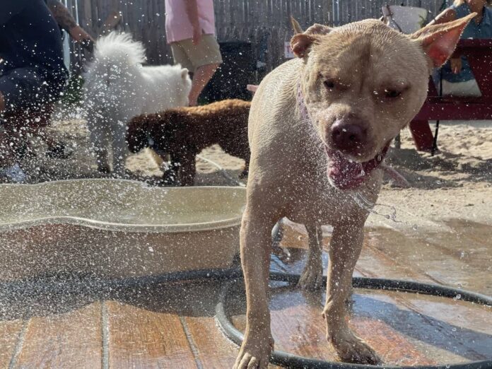 New Jersey beach town bar's 'Yappy Hour' lets dogs unwind with their owners