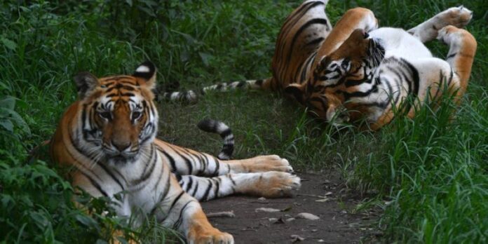 Earning its stripes: tech bid to crack tiger trade