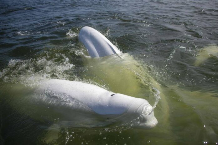 Canada's Hudson Bay a summer refuge for thousands of belugas