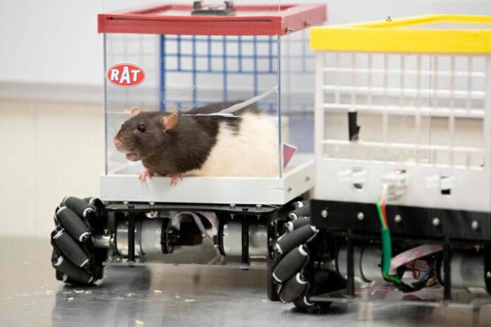 Rat race: What rodent drivers can teach us about mental health