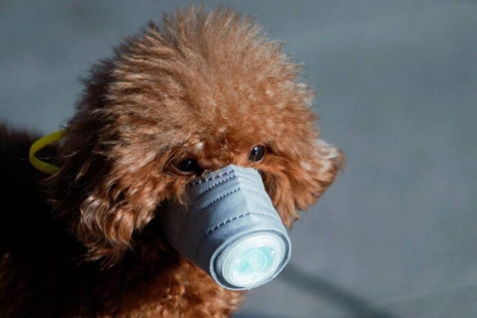 LA Public Health Department criticised for offering Covid-19 test to animals and pets