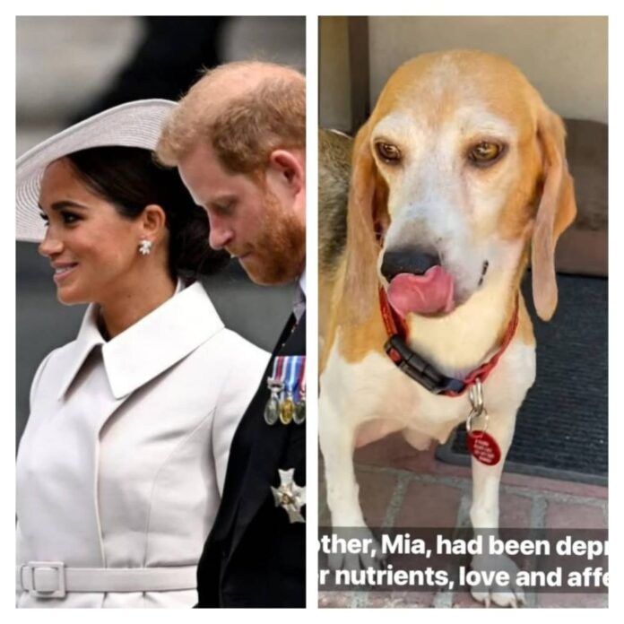 Prince Harry and Meghan Markle adopt beagle rescued from US animal testing centre (VIDEO)