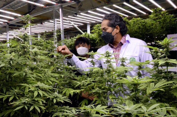 Khairy: Malaysia to decide on medical use of cannabis before year-end