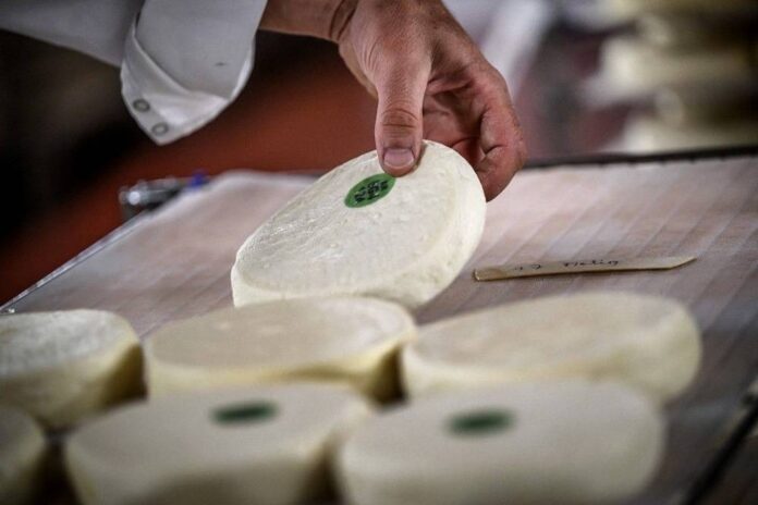 Dry summer puts squeeze on French Alps cheese