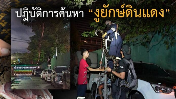 In Bangkok, residents report a snake encounter every 15 minutes
