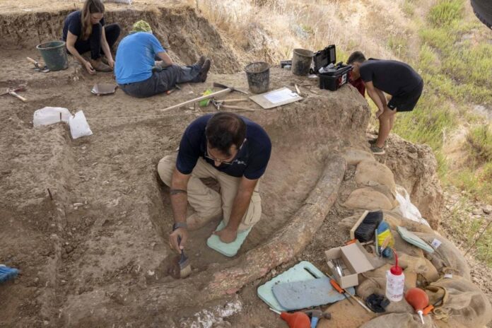 Rare 500,000-year-old elephant tusk uncovered in Israel