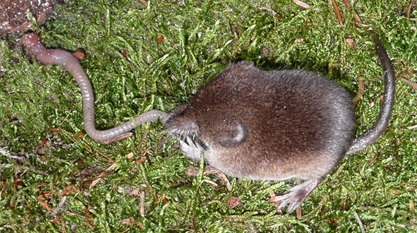 Dozens in China infected with Langya virus found in shrews
