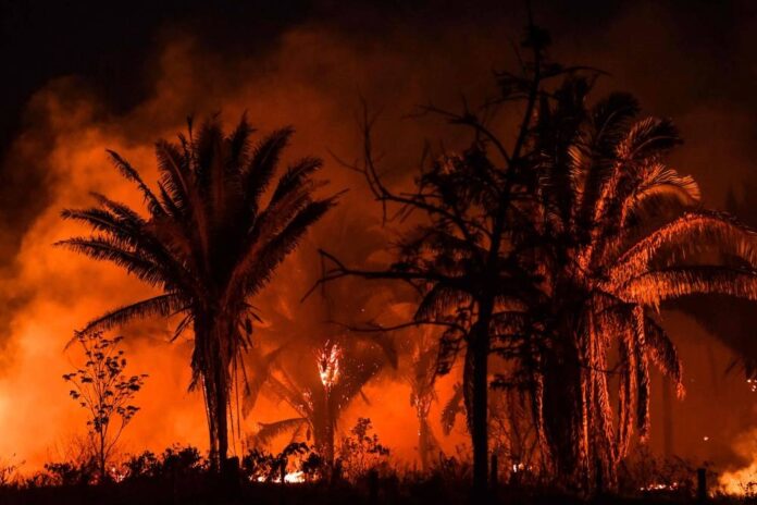 Brazilian Amazon records worst August for fires in 12 years