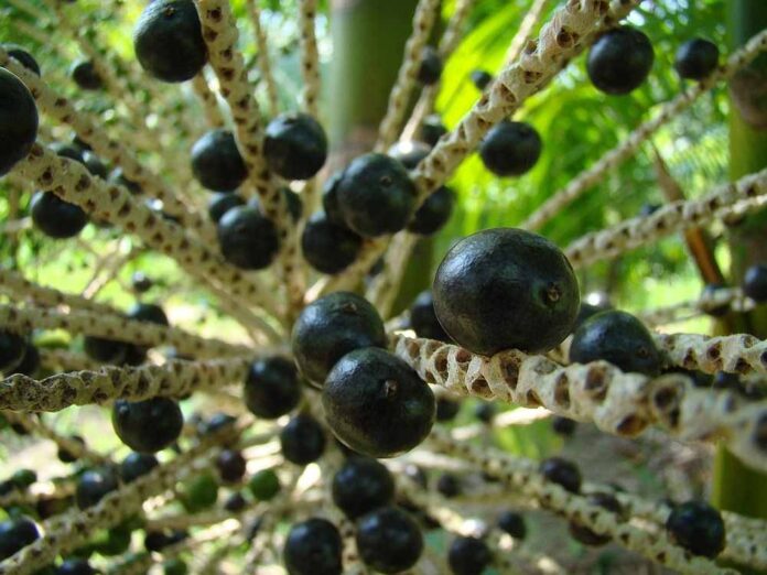 How Brazil is feeding the world's appetite for superfoods