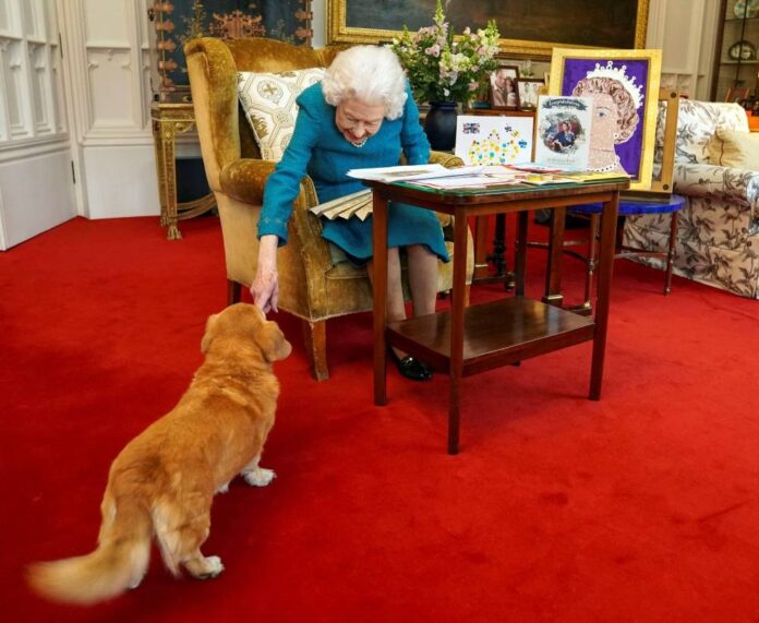 Prince Andrew to take on queen's beloved corgis