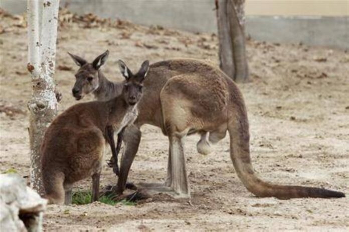 'Pet' kangaroo blamed for Australian's death