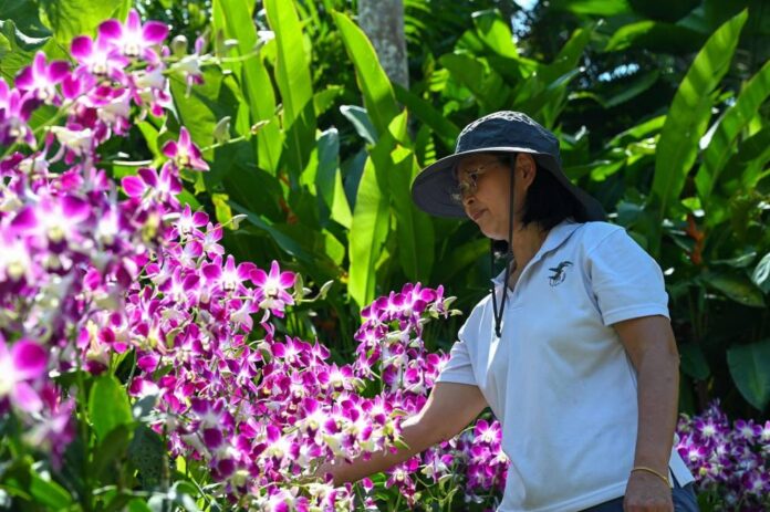 The 'majestic' Singapore orchid named in honour of Queen Elizabeth