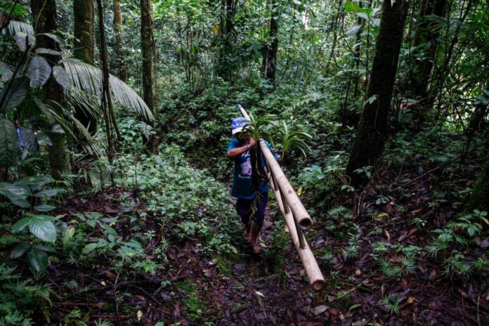 'Crowns of the forest': Indonesian helps orchids bloom again